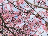 輪播圖片