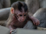 輪播圖片