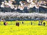 輪播圖片