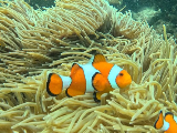 輪播圖片