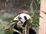 輪播圖片