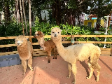 輪播圖片