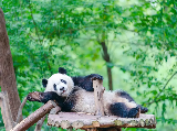 輪播圖片