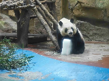 輪播圖片