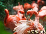 輪播圖片