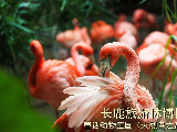 輪播圖片