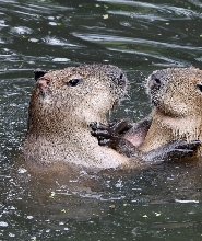 沖繩名護自然動植物公園門票