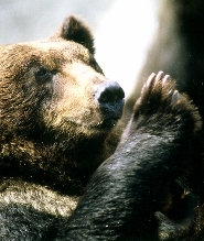 登別熊牧場門票