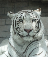 東武動物公園門票