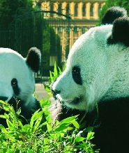 維也納美泉宮動物園門票（含免排隊門票）