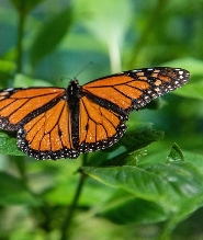 凱恩斯澳洲蝴蝶保護區門票