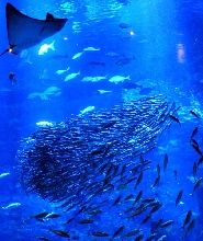 京都水族館門票