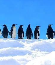 旭山動物園 & 精靈露臺 & 美瑛牧場 (雪地摩托/迷你馬車體驗) & 白鬚瀑布一日遊 (送原創記念品)