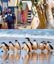 菲利普島一日遊