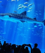 沖繩Hip Hop Bus觀光巴士之旅：古宇利島＆萬座毛＆其他熱門景點