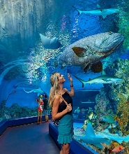 凱恩斯水族館門票