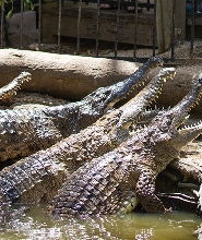凱恩斯哈特利鱷魚公園門票