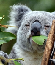 凱恩斯庫蘭達樹熊花園門票