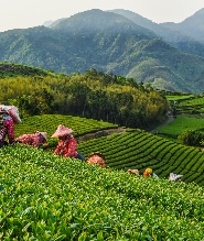 嘉義太平雲梯一日遊