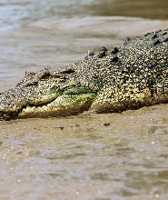 跳躍鱷魚及自然探索者半日遊