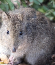 波托魯宮動物保護區門票