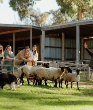 菲利普島邱吉爾島門票
