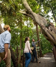 墨爾本皇家植物園＆原住民文化遺產徒步導覽門票