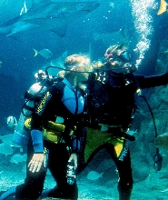 墨爾本海洋生物水族館與鯊魚共潛體驗