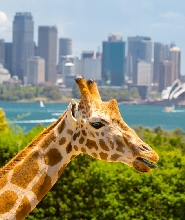 雪梨塔龍加動物園套票（渡輪船票＆動物園門票）