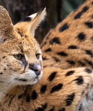 莫戈野生動物園門票