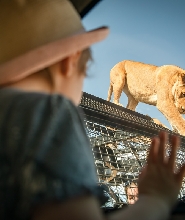 阿德萊德莫納託野生動物園360度觀獅體驗