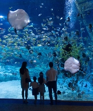 河內樂天世界水族館門票
