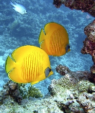 新北貢寮龍洞潛水體驗免證照