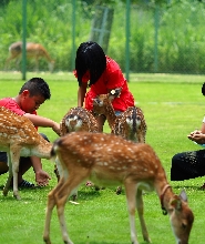 嘉義阿裏山逐鹿部落門票