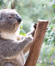 藍山＆動物園一日遊（含中文導遊）