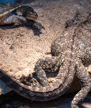 澳大利亞Ranger Red's 動物園門票