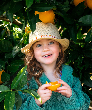 1 小時墨爾本亞拉河谷果園之旅