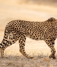 莫納託野生動物園獵豹體驗