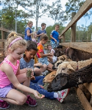 布裏斯班動物農場體驗