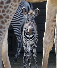 阿姆斯特丹阿提斯皇家動物園門票
