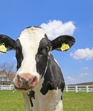 東京千葉母親牧場門票
