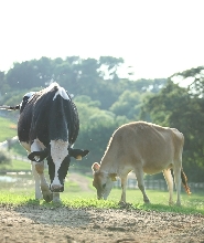 苗栗飛牛牧場門票
