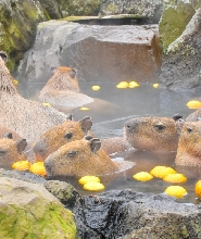 伊豆仙人掌動物園門票