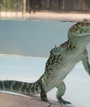 東伊豆熱川香蕉鱷魚園門票