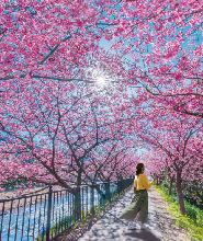 伊豆河津佐倉櫻花與草莓採摘一日遊