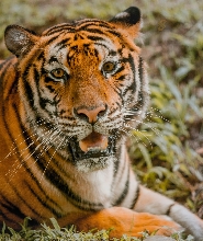 菲律賓宿霧野生動物園門票