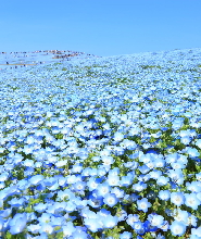 東京日立足利花卉公園一日遊