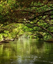 臺南四草綠色隧道門票