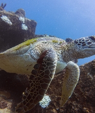 屏東墾丁放呆潛水俱樂部｜SDI OW考照 · 體驗潛水 · 旅遊潛水