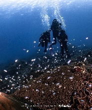 屏東墾丁藍洞潛水｜美人魚體驗・ VIP船潛體驗（免證照）